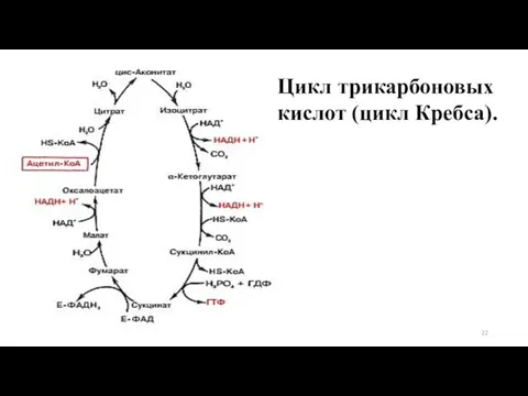 Цикл трикарбоновых кислот (цикл Кребса).