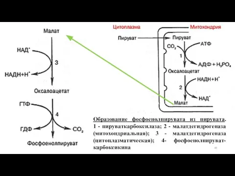 Образование фосфоенолпирувата из пирувата. 1 - пируваткарбоксилаза; 2 - малатдегидрогеназа (митохондриальная);