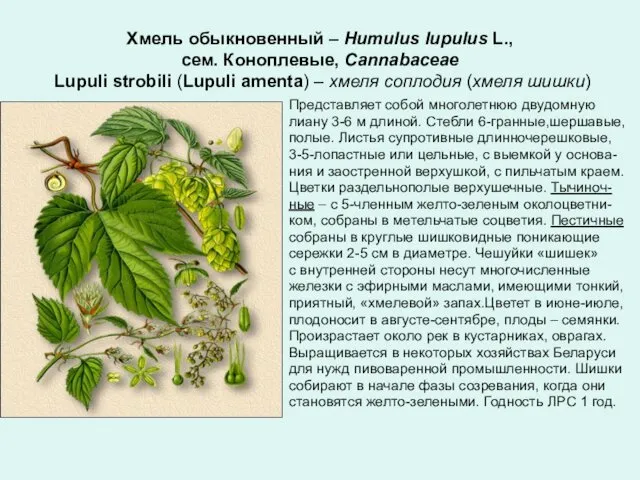Хмель обыкновенный – Humulus lupulus L., сем. Коноплевые, Cannabaceae Lupuli strobili