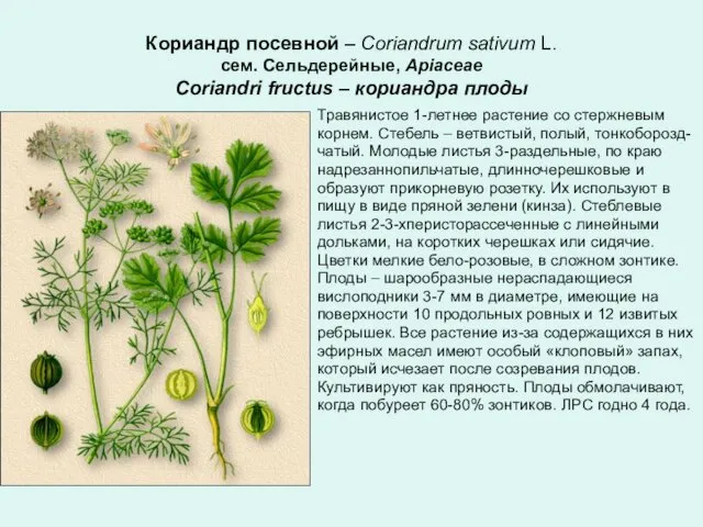 Кориандр посевной – Coriandrum sativum L. сем. Сельдерейные, Apiaceae Coriandri fructus