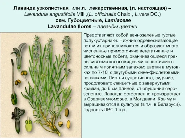 Лаванда узколистная, или л. лекарственная, (л. настоящая) – Lavandula angustifolia Mill.,(L.