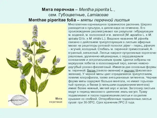 Мята перечная – Mentha piperita L., сем. Губоцветные, Lamiaceae Menthae piperitae