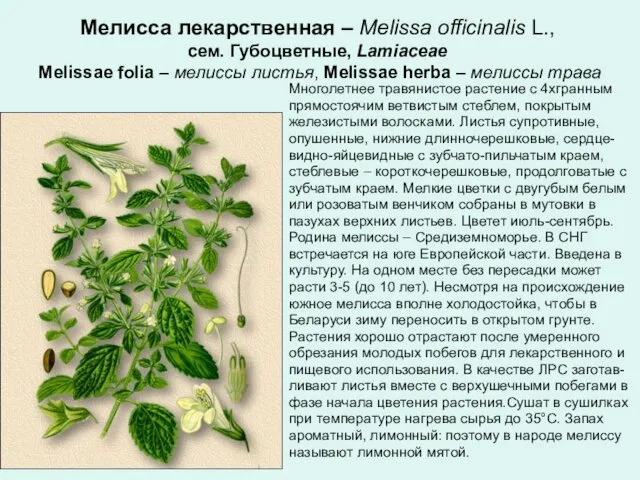 Мелисса лекарственная – Melissa officinalis L., сем. Губоцветные, Lamiaceae Melissae folia