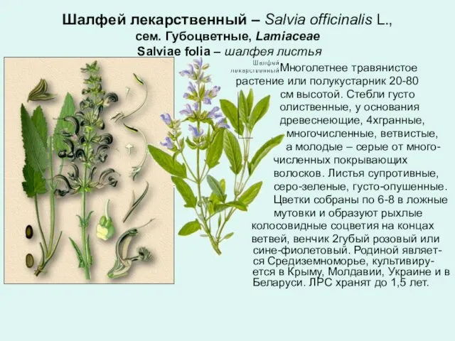 Шалфей лекарственный – Salvia officinalis L., сем. Губоцветные, Lamiaceae Salviae folia