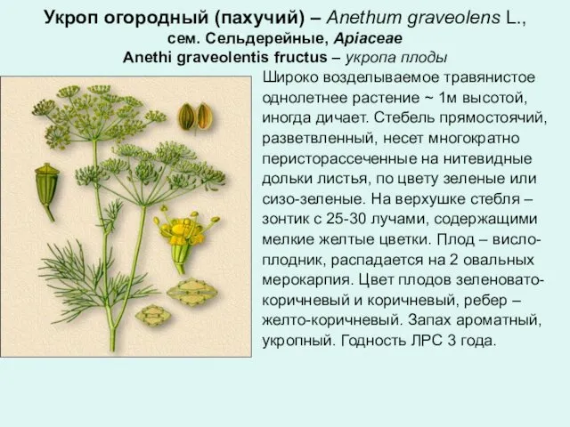 Укроп огородный (пахучий) – Anethum graveolens L., сем. Сельдерейные, Apiaceae Anethi