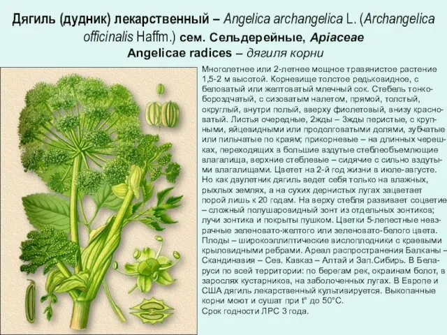 Дягиль (дудник) лекарственный – Angelica archangelica L. (Archangelica officinalis Haffm.) сем.