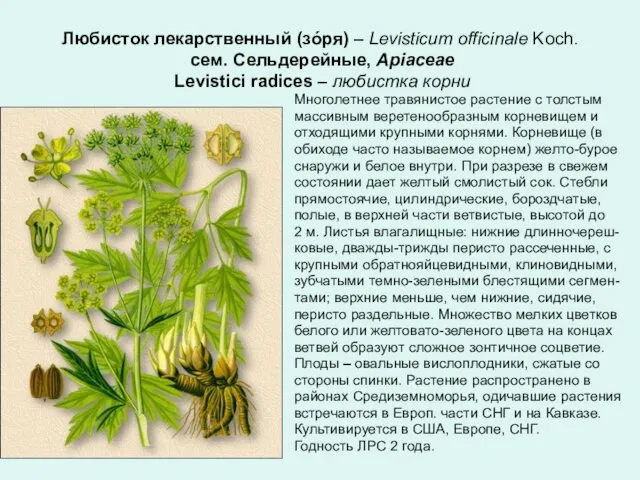 Любисток лекарственный (зóря) – Levisticum officinale Koch. сем. Сельдерейные, Apiaceae Levistici