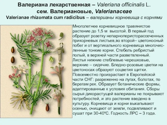 Валериана лекарственная – Valeriana officinalis L. сем. Валериановые, Valerianaceae Valerianae rhizomata