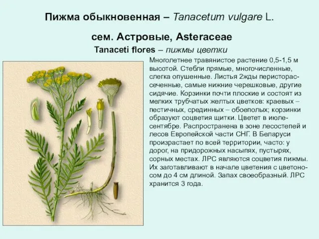 Пижма обыкновенная – Tanacetum vulgare L. сем. Астровые, Asteraceae Tanaceti flores