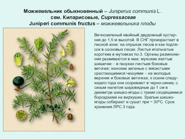 Можжевельник обыкновенный – Juniperus communis L. сем. Кипарисовые, Cupressaceae Juniperi communis