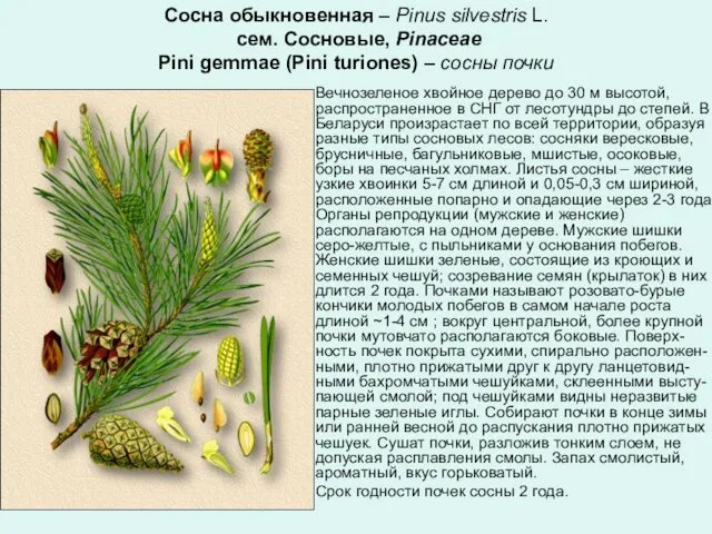 Сосна обыкновенная – Pinus silvestris L. сем. Сосновые, Pinaceae Pini gemmae