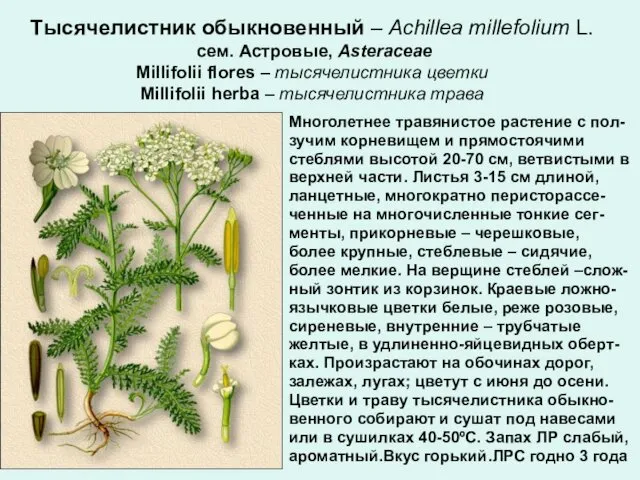 Тысячелистник обыкновенный – Achillea millefolium L. сем. Астровые, Asteraceae Millifolii flores
