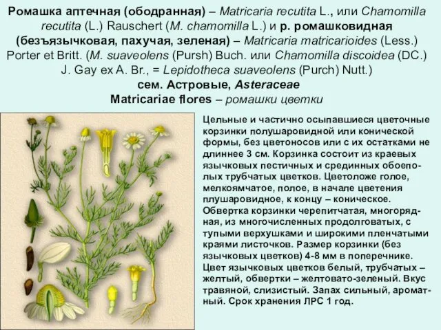 Ромашка аптечная (ободранная) – Matricaria recutita L., или Chamomilla recutita (L.)