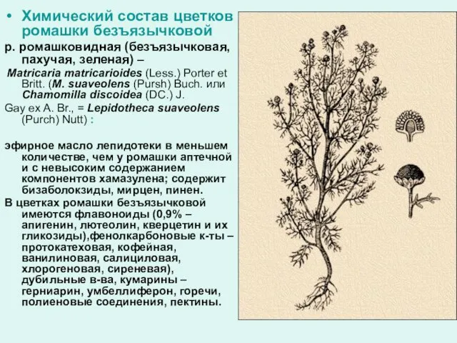 Химический состав цветков ромашки безъязычковой р. ромашковидная (безъязычковая, пахучая, зеленая) –
