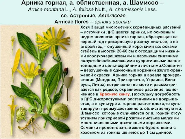 Арника горная, а. облиственная, а. Шамиссо – Arnica montana L., A.