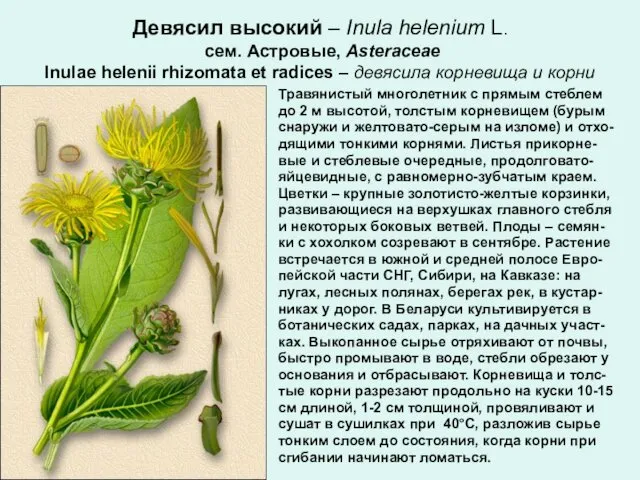 Девясил высокий – Inula helenium L. сем. Астровые, Asteraceae Inulae helenii