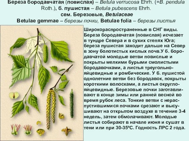 Береза бородавчатая (повислая) – Betula verrucosa Ehrh. (=B. pendula Roth.), б.