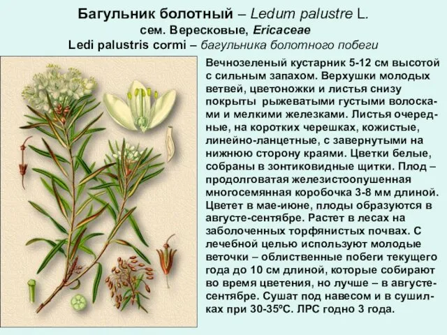 Багульник болотный – Ledum palustre L. сем. Вересковые, Ericaceae Ledi palustris