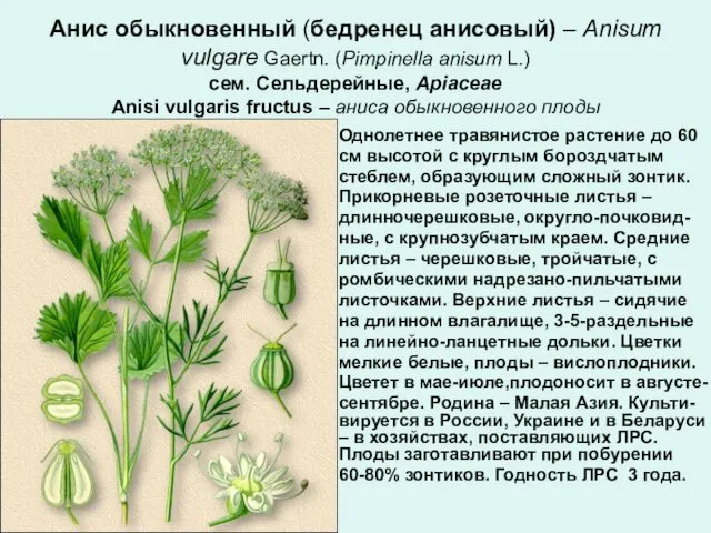Анис обыкновенный (бедренец анисовый) – Anisum vulgare Gaertn. (Pimpinella anisum L.)