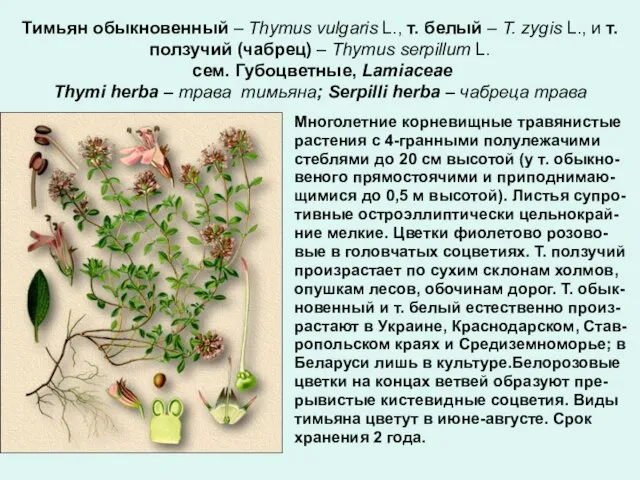 Тимьян обыкновенный – Thymus vulgaris L., т. белый – T. zygis