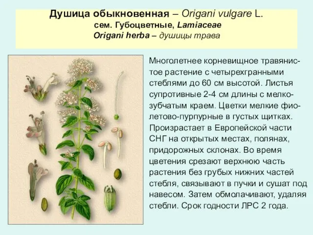 Душица обыкновенная – Origani vulgare L. сем. Губоцветные, Lamiaceae Origani herba