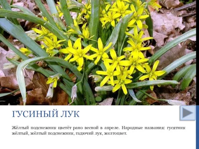 Жёлтый подснежник цветёт рано весной в апреле. Народные названия: гусятник жёлтый,