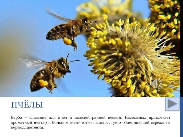 Верба – спасение для пчёл и шмелей ранней весной. Насекомых привлекает