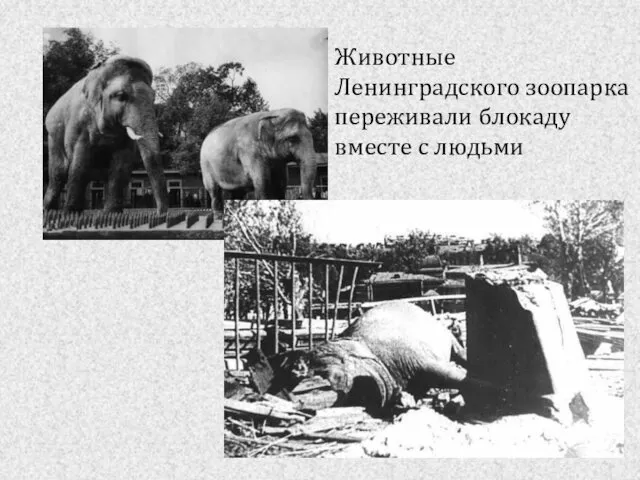 Животные Ленинградского зоопарка переживали блокаду вместе с людьми