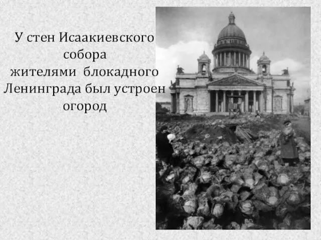 У стен Исаакиевского собора жителями блокадного Ленинграда был устроен огород