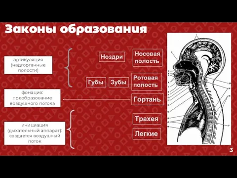 артикуляция (надгортанные полости) фонация: преобразование воздушного потока инициация (дыхательный аппарат): создается воздушный поток Законы образования