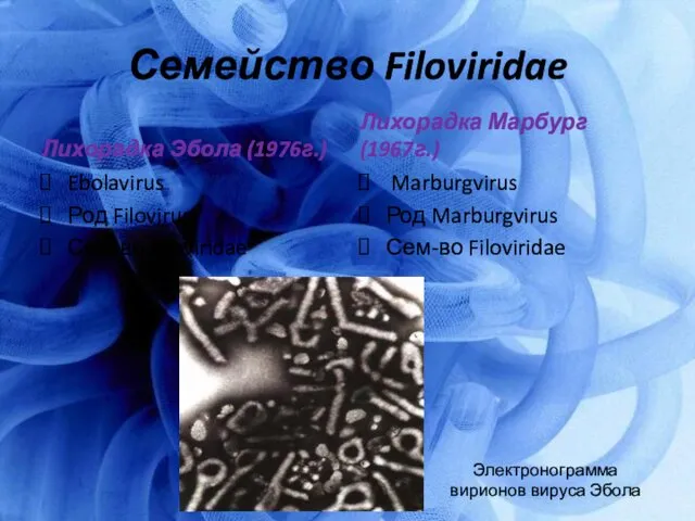 Семейство Filoviridae Лихорадка Эбола (1976г.) Ebolavirus Род Filovirus Сем-во Filoviridae Лихорадка