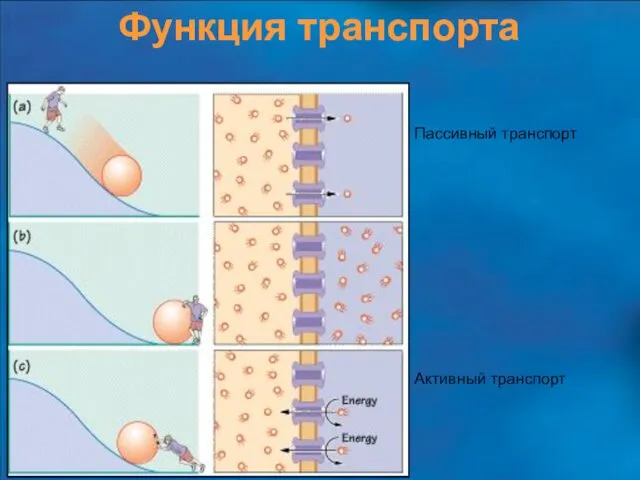 Функция транспорта Пассивный транспорт Активный транспорт