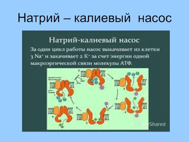 Натрий – калиевый насос