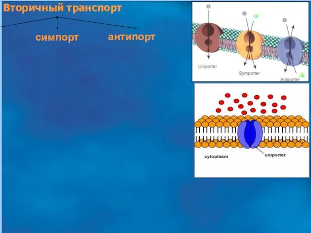 Вторичный транспорт