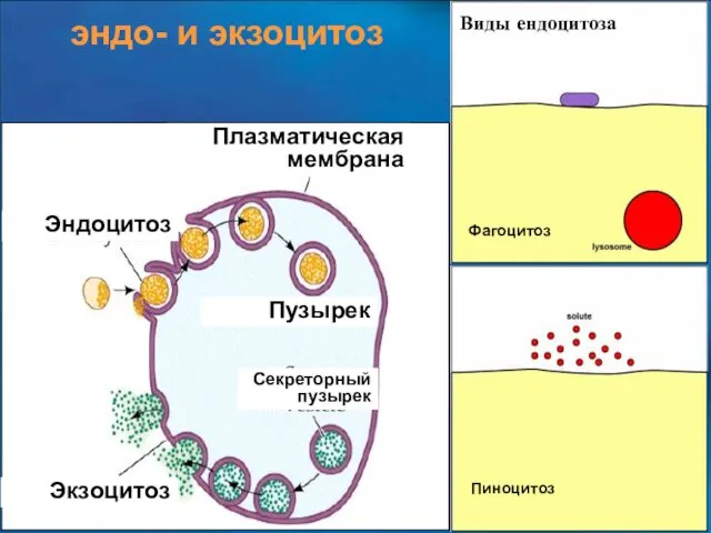 эндо- и экзоцитоз Фагоцитоз Пиноцитоз Виды ендоцитоза Плазматическая мембрана Эндоцитоз Экзоцитоз Пузырек Секреторный пузырек
