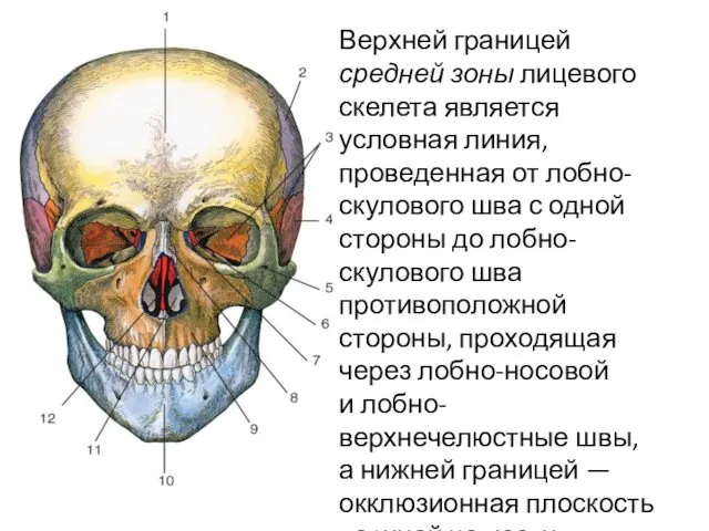 Верхней границей средней зоны лицевого скелета является условная линия, проведенная от