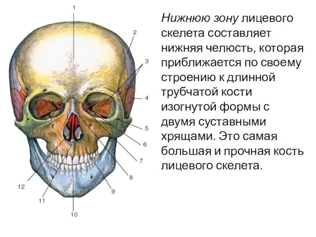 Нижнюю зону лицевого скелета составляет нижняя челюсть, которая приближается по своему