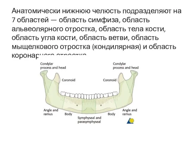 Анатомически нижнюю челюсть подразделяют на 7 областей — область симфиза, область