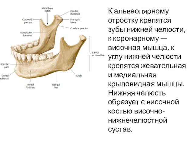 К альвеолярному отростку крепятся зубы нижней челюсти, к коронарному — височная