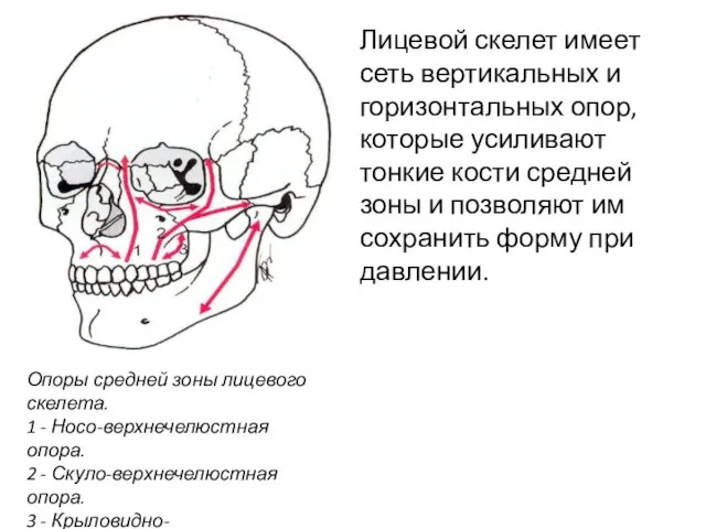 Лицевой скелет имеет сеть вертикальных и горизонтальных опор, которые усиливают тонкие