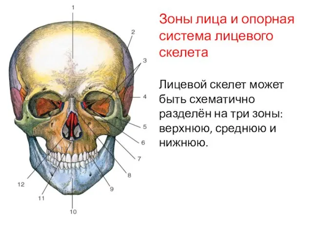 Зоны лица и опорная система лицевого скелета Лицевой скелет может быть