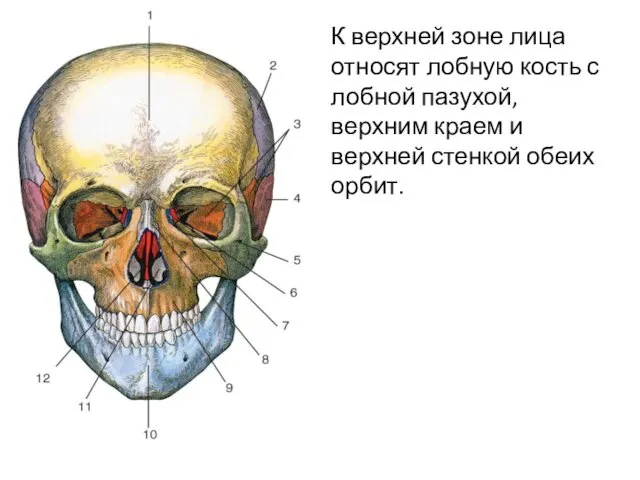 К верхней зоне лица относят лобную кость с лобной пазухой, верхним