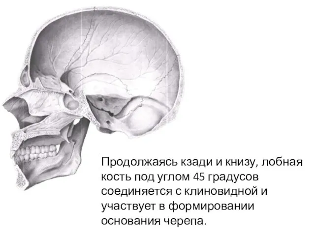 Продолжаясь кзади и книзу, лобная кость под углом 45 градусов соединяется