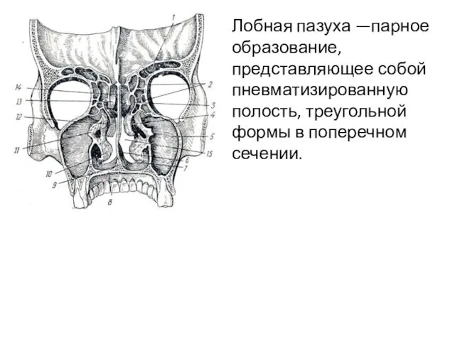 Лобная пазуха —парное образование, представляющее собой пневматизированную полость, треугольной формы в поперечном сечении.
