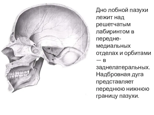 Дно лобной пазухи лежит над решетчатым лабиринтом в передне-медиальных отделах и