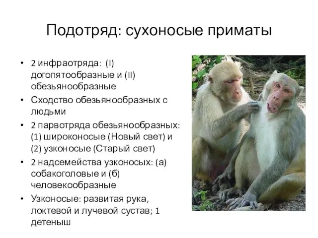 Подотряд: сухоносые приматы 2 инфраотряда: (I) догопятообразные и (II) обезьянообразные Сходство