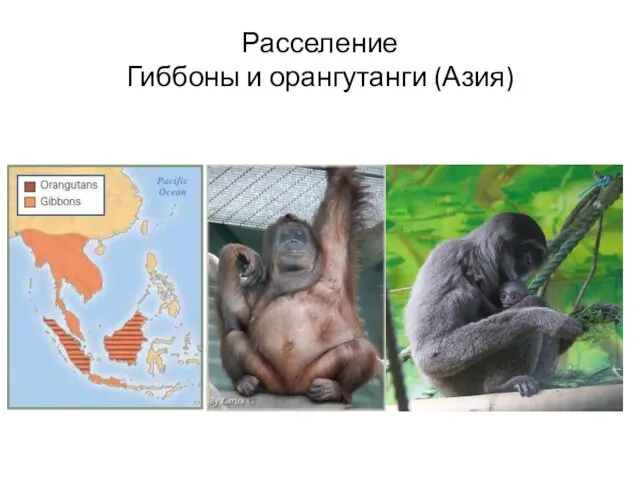 Расселение Гиббоны и орангутанги (Азия)