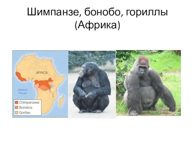Шимпанзе, бонобо, гориллы (Африка)