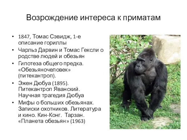 Возрождение интереса к приматам 1847, Томас Сэвидж, 1-е описание гориллы Чарльз