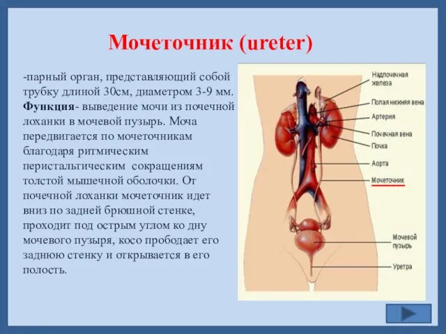 Мочеточник (ureter) -парный орган, представляющий собой трубку длиной 30см, диаметром 3-9
